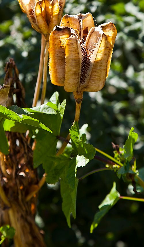 Fritillaria eduardii bloeiende plant in de botanische tuin van Tallinn, Estland.