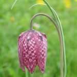 Kievitsbloem op kleigrond in bloeiende veld.