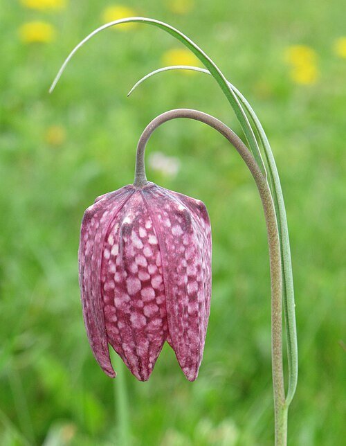 Kievitsbloem op kleigrond in bloeiende veld.