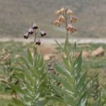 Fritillaria persica bloemen in paars en wit.