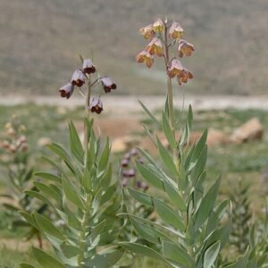 Fritillaria persica bloemen in paars en wit.