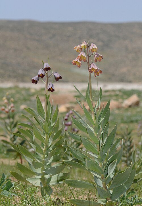 Fritillaria persica bloemen in paars en wit.