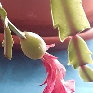 Pink Schlumbergera kautskyi cactus plant with green leaves and vibrant flower buds.