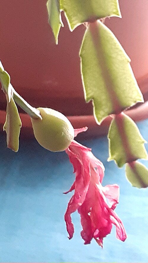 Pink Schlumbergera kautskyi cactus plant with green leaves and vibrant flower buds.