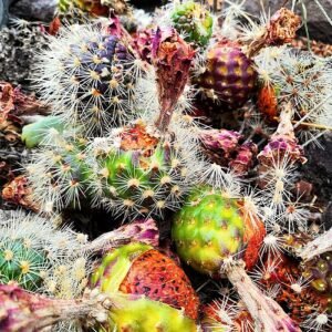 Stenocereus queretaroensis cactusvruchten in Jalisco, Mexico.