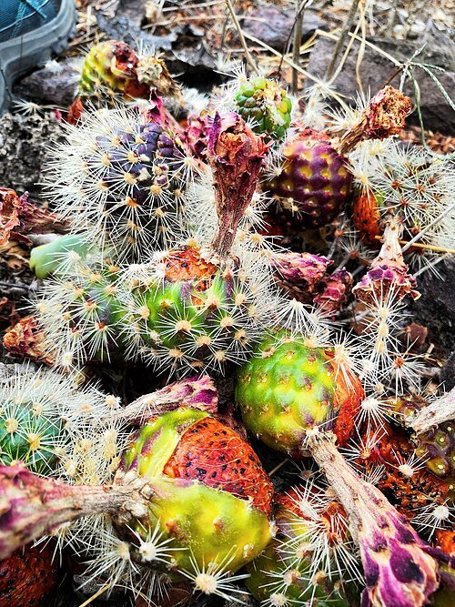Stenocereus queretaroensis cactusvruchten in Jalisco, Mexico.