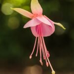 Fuchsia bloemen in heldere fuchsia kleur met groene bladeren.