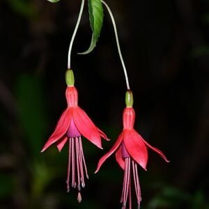 Fuchsia magellanica bloemen in helder roze en paarse tinten met groen blad.