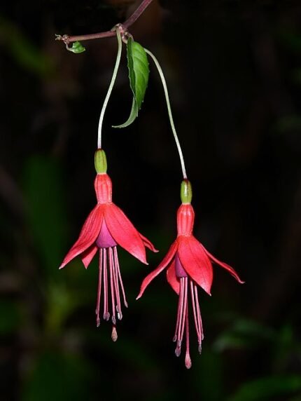 Fuchsia magellanica bloemen in helder roze en paarse tinten met groen blad.