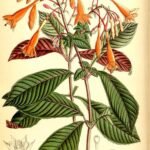 Fuchsia triphylla plant met levendige roze en paarse klokvormige bloemen op groen blad.