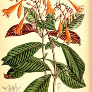 Fuchsia triphylla plant met levendige roze en paarse klokvormige bloemen op groen blad.