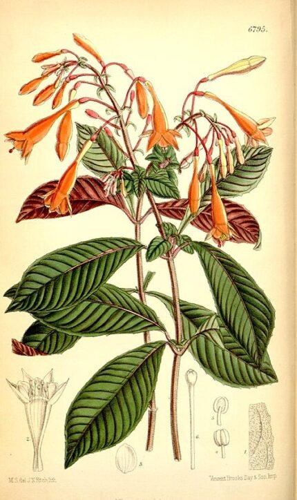 Fuchsia triphylla plant met levendige roze en paarse klokvormige bloemen op groen blad.