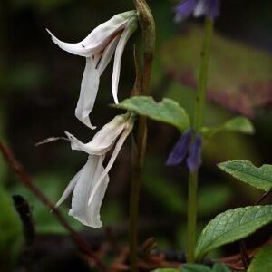 Close-up van bloeiende Funkiella hyemalis plant met witte bloemen en groene bladeren.