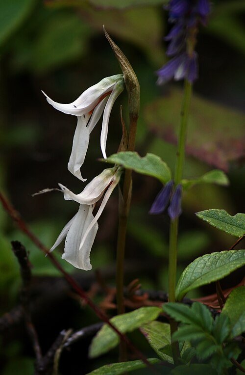Close-up van bloeiende Funkiella hyemalis plant met witte bloemen en groene bladeren.