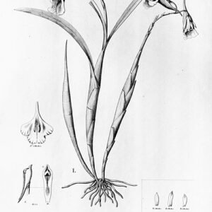 Galeandra lacustris orchidee bloem close-up op groene achtergrond.