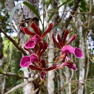Purple and white Galeandra stangeana orchid flower close-up.