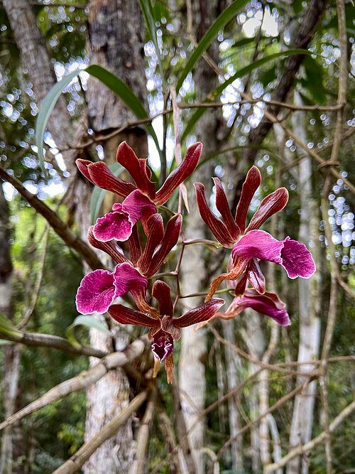 Purple and white Galeandra stangeana orchid flower close-up.