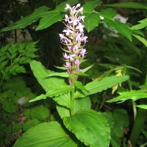 Delicate Galearis orchid with white petals and pink stripes on green stem.