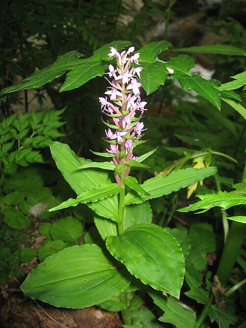 Delicate Galearis orchid with white petals and pink stripes on green stem.