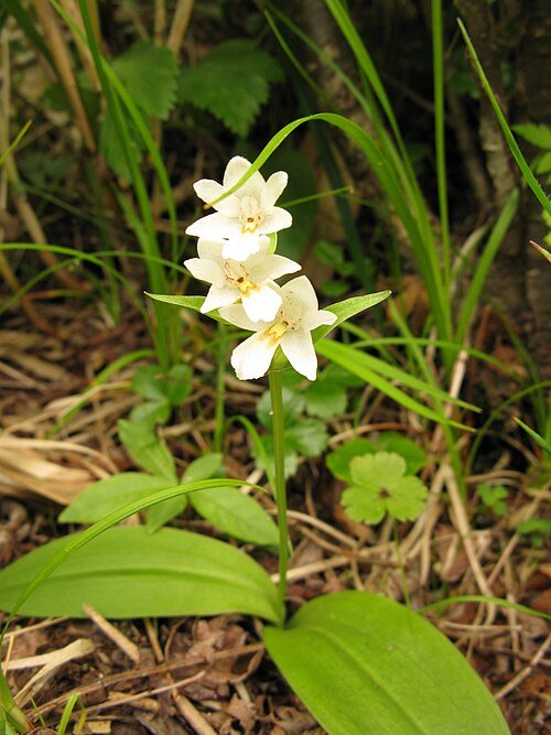 White Galearis fauriei orchid plant with green leaves in natural setting.