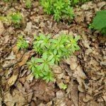 Bloeiende witte lievevrouwebedstro plant in natuurlijke setting.