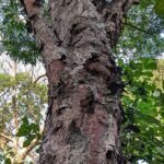 Ganophyllum falcatum met levendige groene waaierachtige bladeren en gebogen randen.
