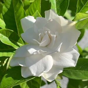 Kaapse jasmijn bloem in close-up, wit en geurig.