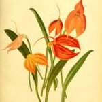 Paarse Pleurothallidinae orchidee in weelderige tuinsetting.