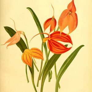 Paarse Pleurothallidinae orchidee in weelderige tuinsetting.