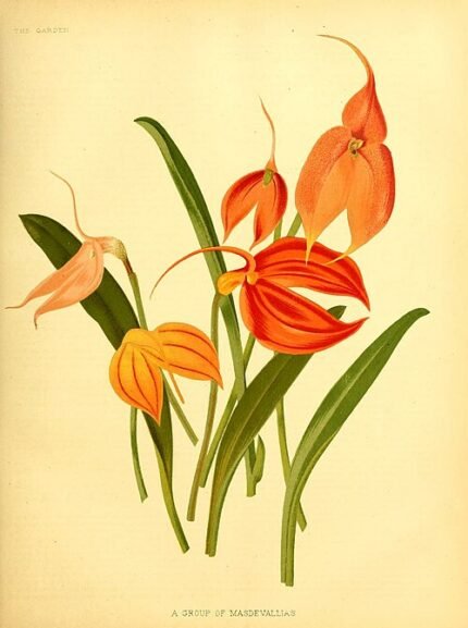 Paarse Pleurothallidinae orchidee in weelderige tuinsetting.