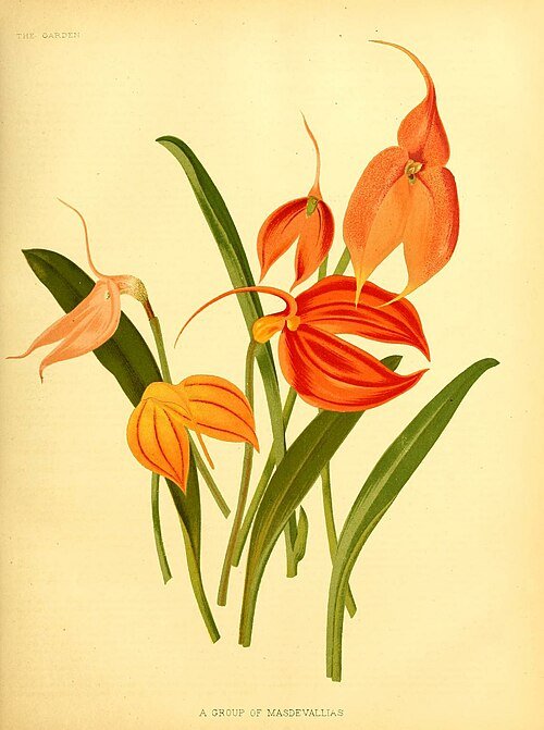 Paarse Pleurothallidinae orchidee in weelderige tuinsetting.