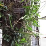 Prachtige Dendrobium schoeninum orchidee met witte en gele bloemblaadjes.