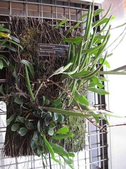 Prachtige Dendrobium schoeninum orchidee met witte en gele bloemblaadjes.