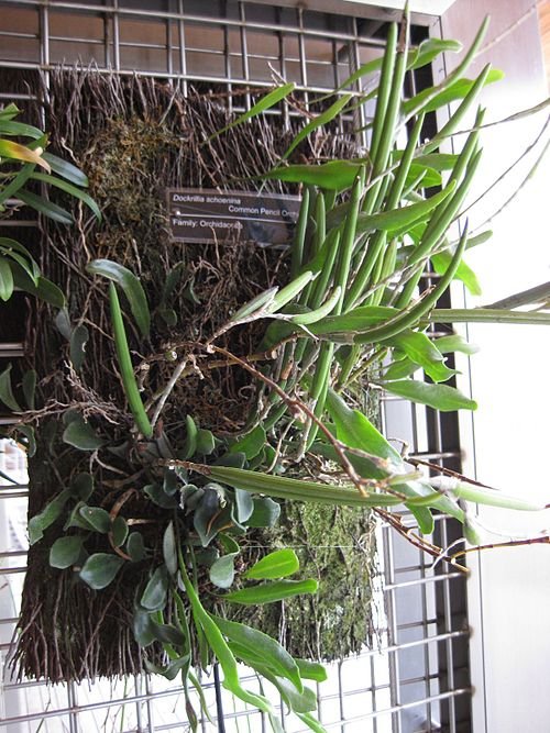 Prachtige Dendrobium schoeninum orchidee met witte en gele bloemblaadjes.