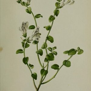 Paarse en witte bloemen van Antirrhinum molle in tuinsetting.