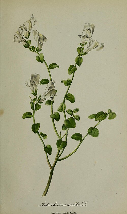 Paarse en witte bloemen van Antirrhinum molle in tuinsetting.