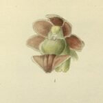 Gastrochilus affinis orchidee met witte bloemen op donkere achtergrond.
