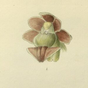 Gastrochilus affinis orchidee met witte bloemen op donkere achtergrond.