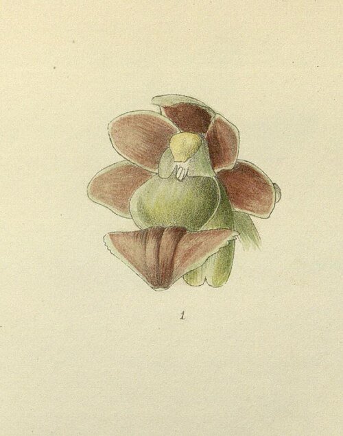 Gastrochilus affinis orchidee met witte bloemen op donkere achtergrond.