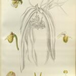Gastrochilus calceolaris orchidee bloemen met groene bladachtergrond.