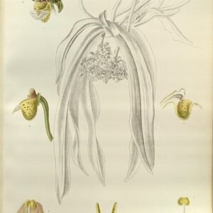 Gastrochilus calceolaris orchidee bloemen met groene bladachtergrond.