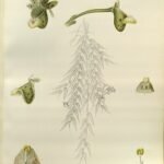 Gastrochilus distichus orchidee in bloei met kleine witte bloemen op een steel.