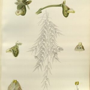 Gastrochilus distichus orchidee in bloei met kleine witte bloemen op een steel.