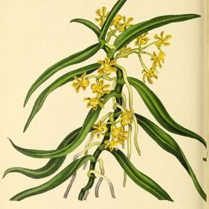 Gastrochilus intermedius orchidee bloeit met paarse en gele bloemen.