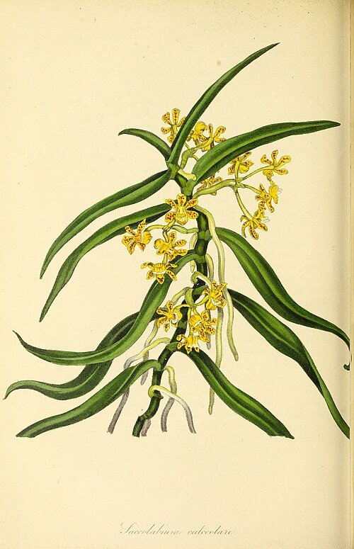 Gastrochilus intermedius orchidee bloeit met paarse en gele bloemen.