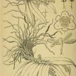 Illustratie van Gastrochilus japonicus orchidee met groene bladeren en witte bloemen.