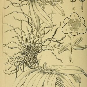 Illustratie van Gastrochilus japonicus orchidee met groene bladeren en witte bloemen.