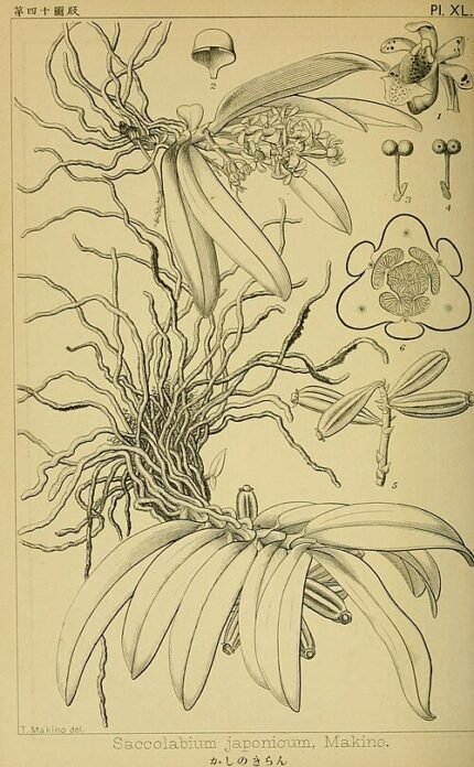 Illustratie van Gastrochilus japonicus orchidee met groene bladeren en witte bloemen.