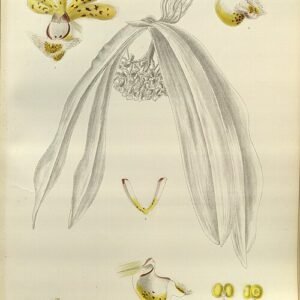 Paarse bloeiende Gastrochilus obliquus orchidee tegen groene bladeren.