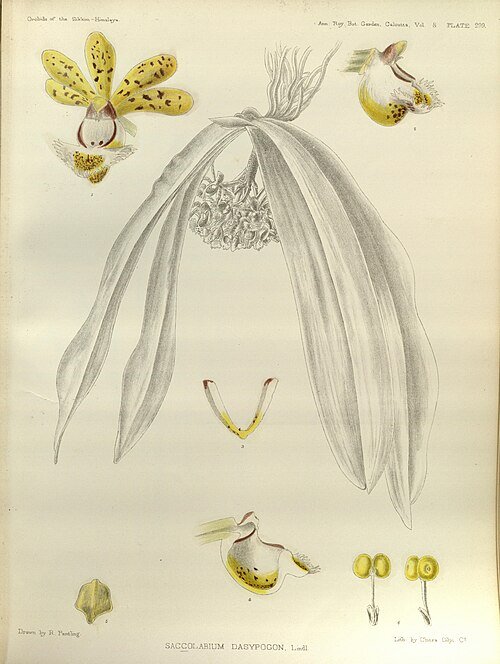 Paarse bloeiende Gastrochilus obliquus orchidee tegen groene bladeren.